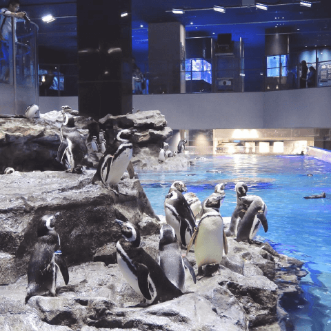 ストレス発散は水族館で！　オヒトリサマでも楽しめる東京の水族館#3