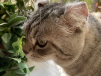 知ってた？猫のヒゲに関する13の事実
