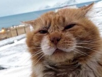 「猫じゃないです。キツネですから」猫が出入禁止になった島に1匹だけ猫が許可されている理由（スヴァールバル諸島）