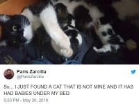 ベッドの下に潜む猫の一家を発見！メロメロになった家主のツイートが大きな話題に
