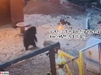 農場にクマが侵入。ミニブタが仲間を守るためクマに勝負を挑む