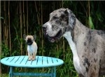 巨大犬 meets 小型犬。どうやらお互いに心が通じ合えた模様