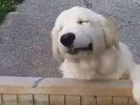 飼い主さんが帰ってきた！文字通り「目を細めて」よろこびを表現するゴールデン・レトリバーの愛らしさよ