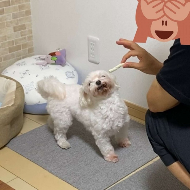 待てよ～、待てよ～......（画像はたんぽぽちゃん＠ymn_gmさんのツイートより、以下同）