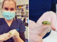 2cmにも満たない小さなカエルの手術に成功