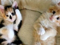 「妻に説得されて猫を飼ってみたんだけど…」ツンデレ男性、子猫の魅力を海外掲示板に発信か