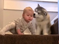一歩一歩しっかり上ろう！マラミュートの子犬と赤ちゃんの階段トレーニング風景
