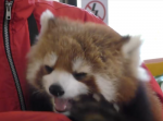 もふもふレッサーパンダのくしゃみ１０連発！鼻水垂らしても可愛すぎる！