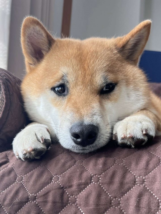 「柴犬ふう太 」（＠fufufufufu_ta）さんの投稿より