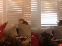 開けたい、閉めたい。猫と飼い主、ブラインドをめぐっての攻防戦。その結末は？