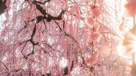 夢の世界は、初春の三重にあるらしい　天から注ぐ「しだれ梅」に3.8万人うっとり