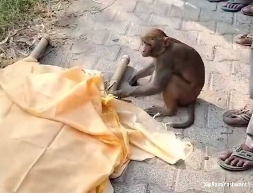やさしくしてくれた男性が亡くなり、遺体から離れようとしない猿