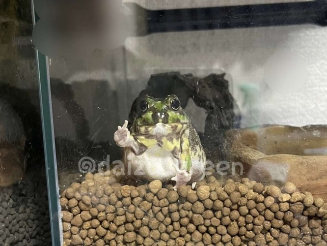 ちゃこぺんさん「これ見た瞬間に爆笑しながらスマホ取りに行きました(笑)」（ちゃこぺんさん＠daizu_greenのツイッターより）