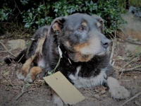 突然いなくなった老犬は近所の犬を助けていた！首からメモをぶら下げて帰宅し事情を知る飼い主