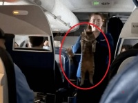 お客様の中に猫を紛失された方はいますか？客室乗務員が猫をかかえながら飼い主探し