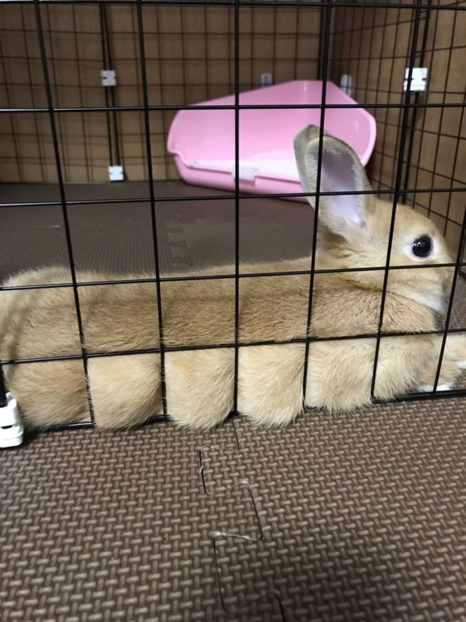 もっちりフカフカ（写真は＠rabbit_waraさん提供）