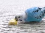 病み上がりのおやつがおいしすぎて夢中になるインコが愛らしい！