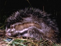人をも殺す猛毒を持つ「タテガミネズミ」は植物の毒を利用していた