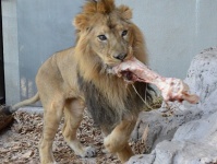 インドライオンのラージャー。食いしん坊なことは確かだ（画像提供：野毛山動物園）