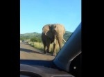 恐怖のサファリ体験！　近づいてきたゾウさんを観察していると…