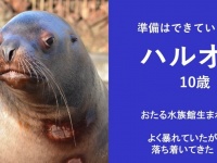「いつでも暴れる準備はできている」　北海道・おたる水族館の〝短気なトド〟紹介文にSNS感心「リスペクト不可避」