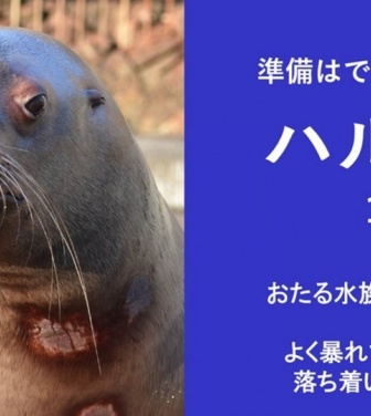 「いつでも暴れる準備はできている」　北海道・おたる水族館の〝短気なトド〟紹介文にSNS感心「リスペクト不可避」