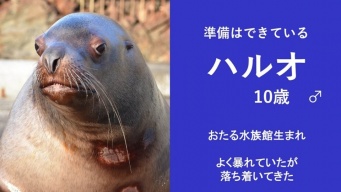「いつでも暴れる準備はできている」　北海道・おたる水族館の〝短気なトド〟紹介文にSNS感心「リスペクト不可避」