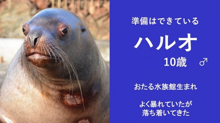 「いつでも暴れる準備はできている」　北海道・おたる水族館の〝短気なトド〟紹介文にSNS感心「リスペクト不可避」