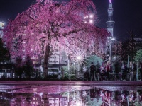 「満開の桜にゲリラ豪雨」　←最悪シチュエーションが生み出した「最高の景色」をご覧ください