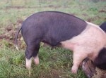 【動画】指一本触れるだけで「ブタのしっぽ」をまっすぐにするテクニックがあった！