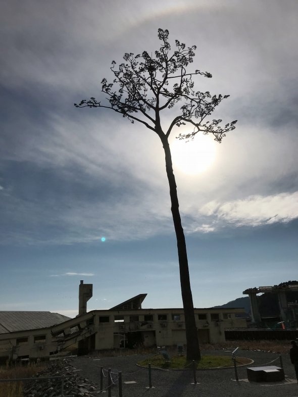 いまや陸前高田を象徴する風景となった「奇跡の一本松」