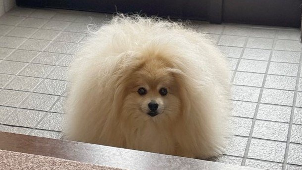 夏が近づくと現れる〝妖怪〟激写される　玄関に鎮座する姿に「けうけげんだ」「もふもふ...」の声