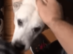 飼い主さんが帰宅しているのを気づかず帰りを待ちわびる犬の姿が可愛すぎる！