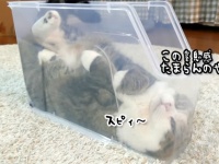 猫のまるさん。めっちゃ狭いプラケースでくつろぎ三昧