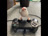 へけさん、カッコイイ...！（写真はツイートより）