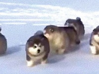 ころころころりん、みんな元気に走り回るよ！モコモコまんまるアラスカンマラミュートの子犬たち