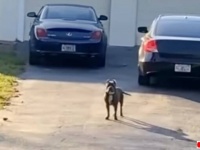 Amazonの配達員「いい子だといいな…」配達先のドライブウェイにちょこんと犬が鎮座！さて困ったぞ、どうしよう