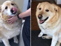 太りすぎて動くことができなかったゴールデンレトリバー、安楽死寸前で獣医に救われ、新たな犬生を手に入れる