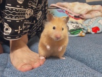 ＠korokorok0romonさんのツイート