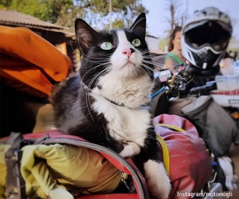 野良猫が旅する男性にロックオン。一緒にバイクで世界中を旅する冒険猫に