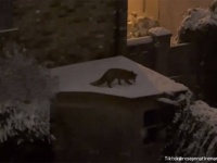 キツネが雪の上で遊ぶ姿がクリスマスCMのワンシーンのようだと話題に