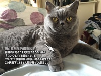 猫の解剖学的構造。前脚の片方がつま先立ちしている「フローフェン」状態下にある猫たち