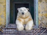 ファンタジーはここにあった。ロシアの小さな島で、廃墟の家に住みついたホッキョクグマ