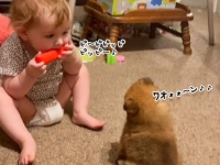 癒ししかない。赤ちゃんと犬が夢のセッション