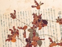 明治時代の雑誌から、古い「押し花」が発見される　どこか切ない美しさに反響