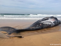 ダイオウイカと死闘を繰り広げていたマッコウクジラの死体が打ち上げられる（オーストラリア）
