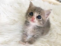 「お膝を貸してくださいな」保護された子猫が見つけた居心地の良い場所は人間の膝の上だった（アメリカ）