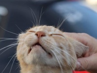 猫好きで旅行好きなら憧れる。旅先でペットシッターをしながら宿泊費を稼ぐ女性