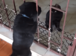 フェンスを越え脱走しようとする子犬。その向こう側にいる猫がとったある行動が話題に