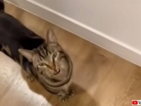 「ママ！助けて、こっちに来て！」賢い猫のチェイスくん、家から締め出された仲間のところへ飼い主を案内する